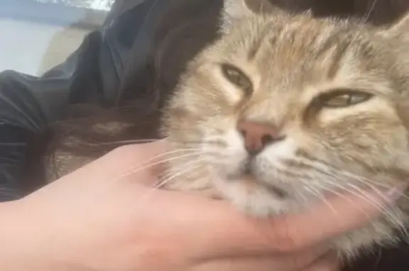 Найдена кошка, Ставрополь, фото: Кошка найдена: пл. Ленина, 1, Ставрополь