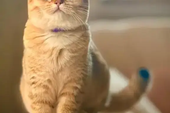 Пропала кошка, ул. Надежды, 5, Шильна