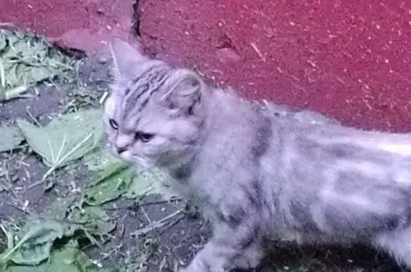 Кошка найдена на Растопчина, 45, Владимир