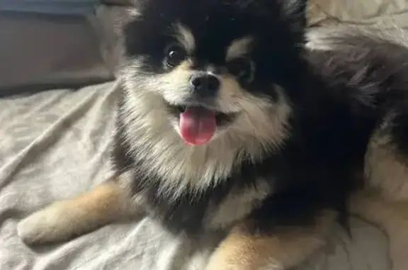 Собаки потеряшки, Тверская область, фото: Потеряшка собака в СНТ Озон, Тверская обл.