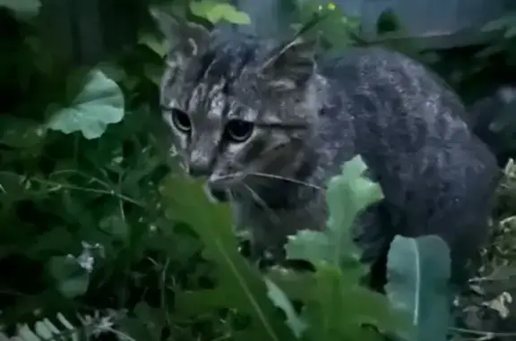 Кошка найдена: Луговая ул, 72, Саратов