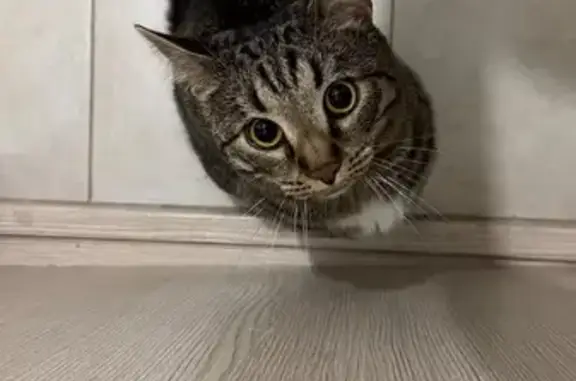 Кошка найдена: Екатеринбург, Светлый