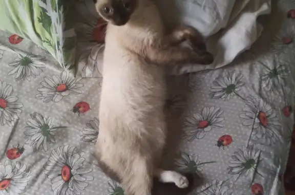 Пропала сиамская кошка, 10-я Линия, 54