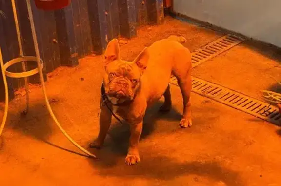 Французский бульдог найден на Маяковского, 222