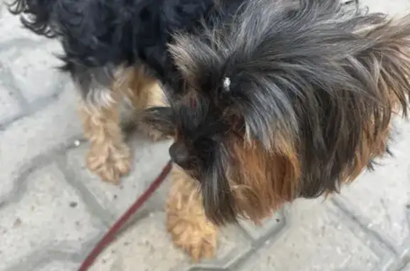 Йорк найден: ул. Ким Ю Чена, 45 с1