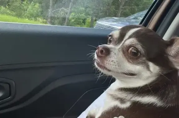 Найдена собака, Владимир, фото: Собака найдена: Судогодское шоссе, 15