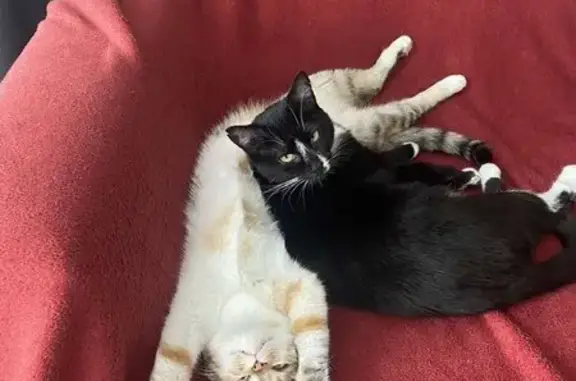 Кошки потеряшки, Фанипольский городской совет, фото: Потеряшка кошка, ул. Заводская, Фаниполь