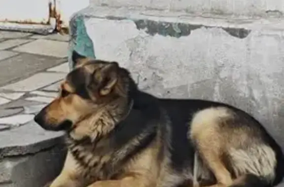 Найдена собака, Нижний Новгород, фото: Собака найдена: ул. Окт. Революции, 60