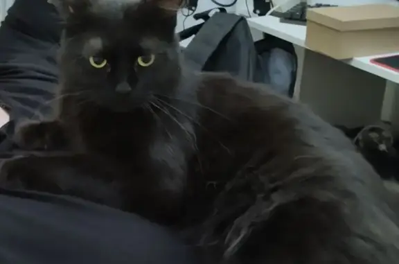 Найдена кошка, Краснодар, фото: Найдена кошка, ул. Чапаева 104, Краснодар