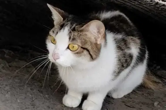 Найдена кошка, ул. Готвальда, 15, Екб