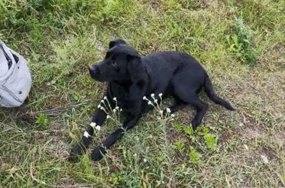 Найдена собака, , фото: Найдена собака, Курлан, Ульяновская обл.
