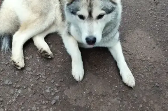 Найдена собака, Могилёв, фото: Собака найдена, Кобринская 40, Могилёв