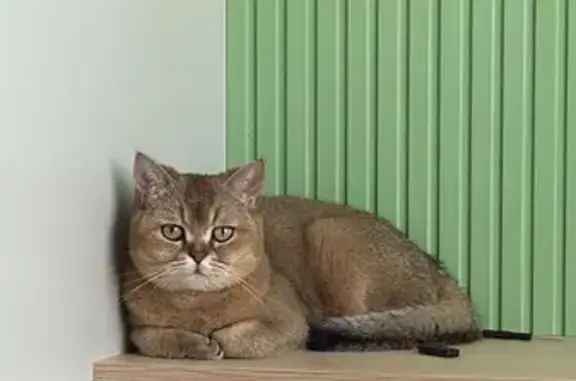 Пропала кошка на Кленовой, 13, Матвеев Курган