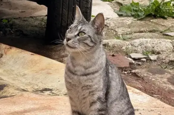 Кошка найдена: Дарьинская ул, 7, Ижевск