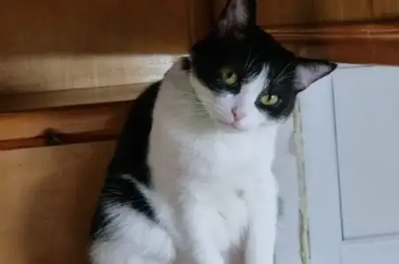 Пропала кошка, ул. Имама Шамиля, 37