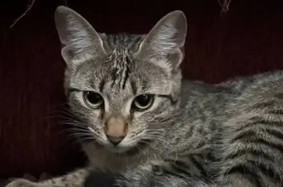 Кошка найдена, Толмачева 32, Пермь