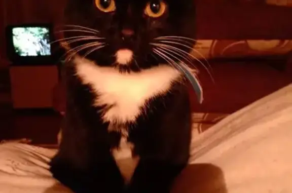 Пропала кошка, Яранское шоссе 10, Шахунья