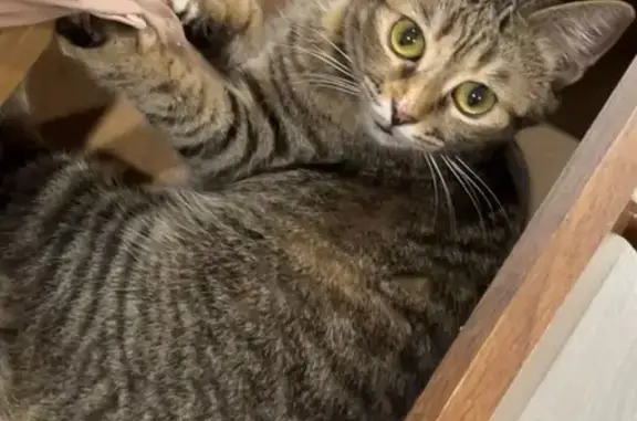 Кошки потеряшки, , фото: Потеряшка кошка, ул. Примакова, Льгов