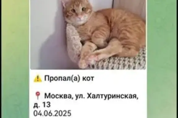 Пропал кот, Халтуринская ул. 13, Москва