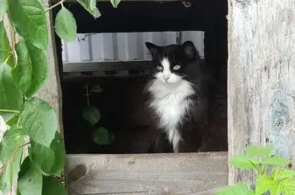 Кошки потеряшки, Нижневартовск, фото: Потеряшка кошка на Пермской, 16А, Нижневартовск