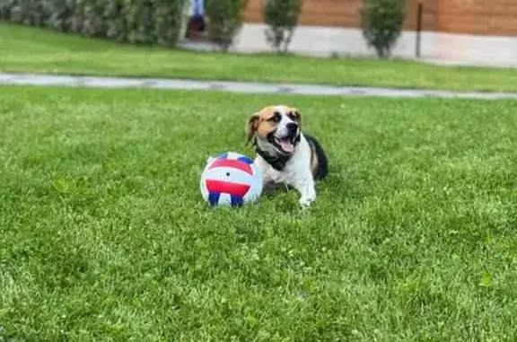 Сочи, Старошоссейная 5к4: найдена собака