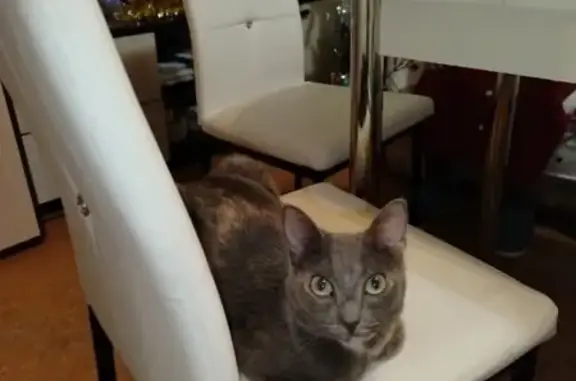 Потерянные животные Ханты-Мансийск, фото: Пропала кошка, Берёзовская 10, Х-Мансийск