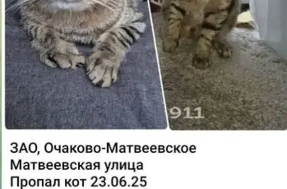 Пропала кошка, Матвеевская ул. 10 к2