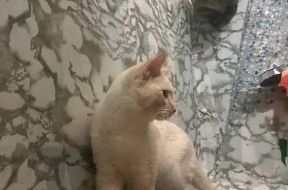 Кошки потеряшки, Краснотурьинск, фото: Потеряшка кошка, Парковая ул. 5, Краснотурьинск