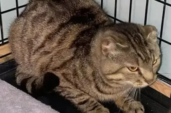 Найдена кошка, Куйвозовское сельское поселение, фото: Кошка найдена, Карьерный пер., 12