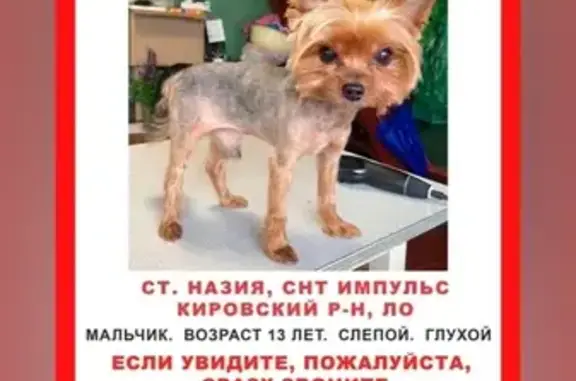 Пропала собака Боня, Вокзальная ул., Назия