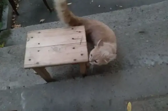 Кошка найдена: ул. Лушникова, 3А, Казань