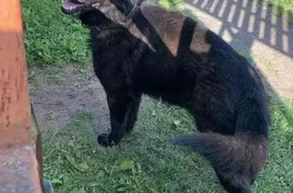 Найдена собака, Киров, фото: Найдена собака у Индустриальной 20А, Киров