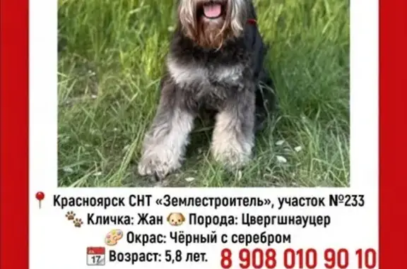Пропала собака, ул. Вейнбаума, Красноярск