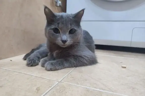 Объявления о пропавших и найденных животных, Москва, фото: Кот найден у дома на 800-летия Москвы, 3 к2