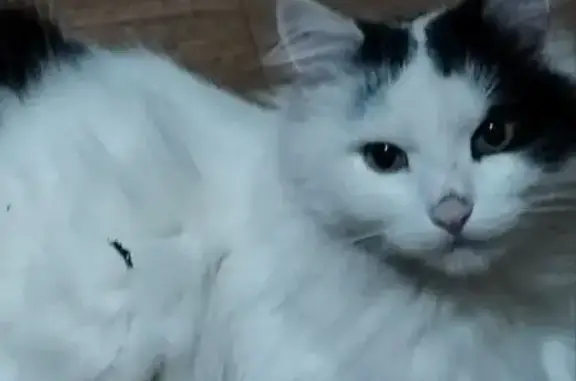 Кошки потеряшки, , фото: Потеряшка кошка, Пионерская 67, Белебей