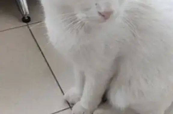 Белая кошка найдена на Сеченова, 8