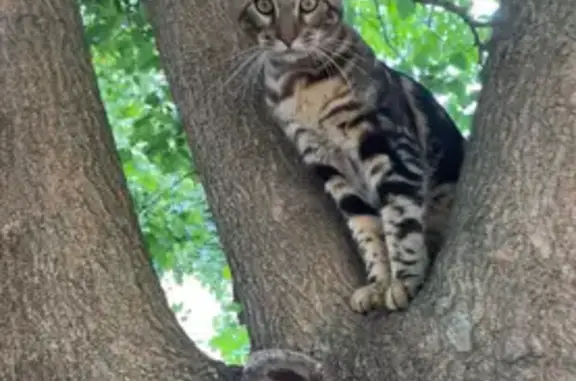Найдена кошка, Краснодар, фото: Кошка найдена, ул. Димитрова 110, Краснодар