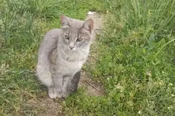 Кошка найдена, ул. Королёва 22А, Казань