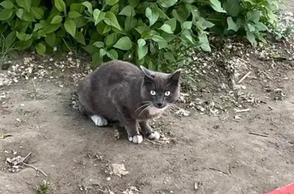 Кошка найдена на ул. Сиб. Партизан, 8