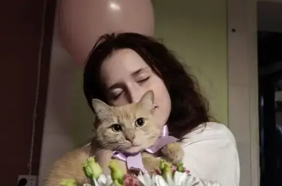 Пропала кошка, Пожарского 10, Н.Новгород