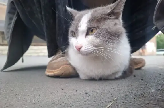 Кошка найдена: ул. Кима, 25, Оренбург