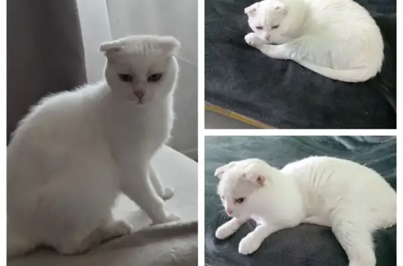 Найдена кошка, Смолевичи, фото: Найдена ласковая кошка, Подлесная 4, Смолевичи