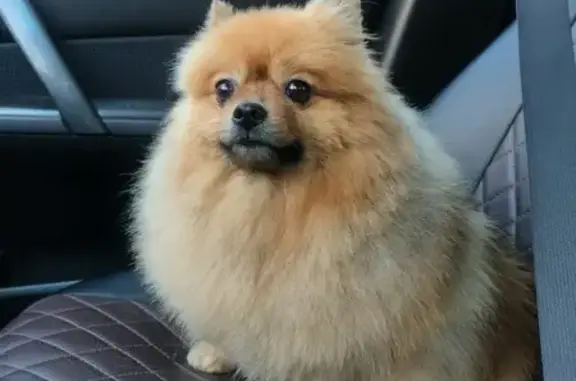 Собаки потеряшки, Богашево, фото: Потеряшка собака, ул. Мира 8А, Богашёво