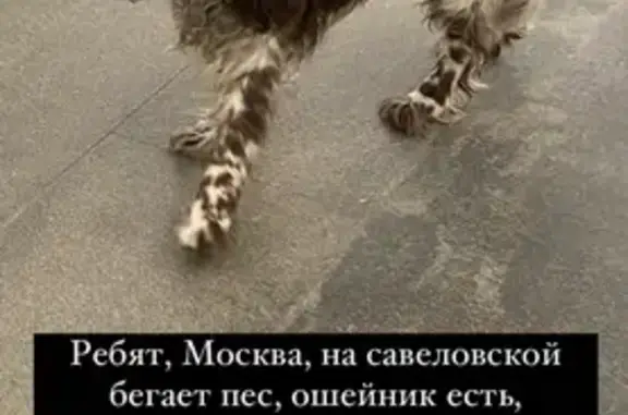 Найдена собака, Москва, фото: Спаниель найден: Бутырская ул., Москва