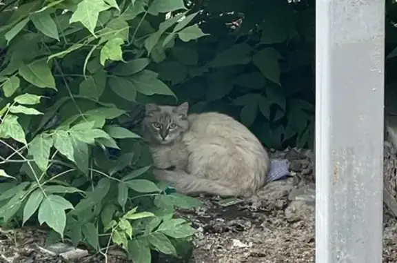 Найдена кошка, ул. Смазчиков, 2А, Екатеринбург