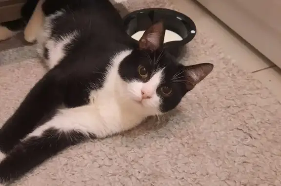 Объявления о пропавших и найденных животных, Санкт-Петербург, фото: Кошка найдена: наб. Фонтанки, 62, СПб