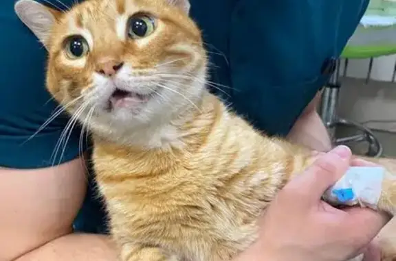 Найдена кошка, Московская область, фото: Кошка найдена: клиника Зоомир, Истра