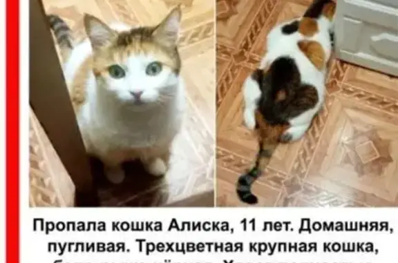 Пропала кошка, б-р Любы Новосёловой, 2А