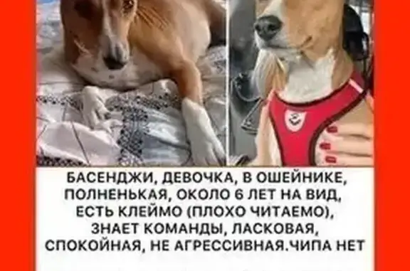 Найдена собака, Видное, фото: Найдена рыже-белая собака, Видное