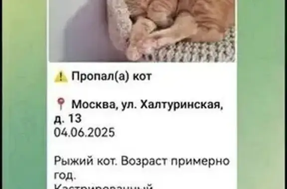 Пропал кот, Халтуринская ул. 13, Москва